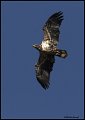 8998-immature-bald-eagle