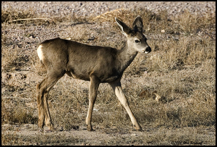 06sb-0203-mule-deer.jpg
