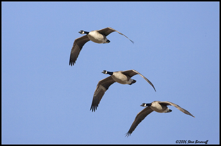 06sb9182-canada-geese-flite.jpg