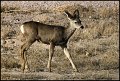 06sb-0203-mule-deer