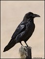 06sb-0404-raven