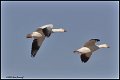 1177-1-two-snow-geese