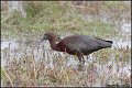 9109-glossy-ibis