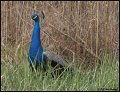9400-peacock-drake