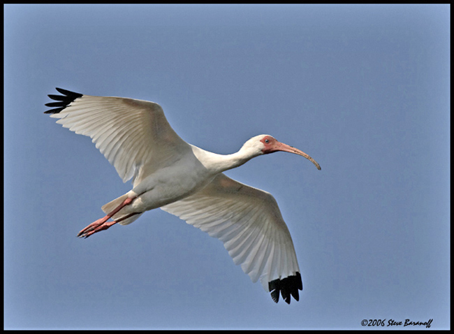 _6SB1078-white-ibis.jpg