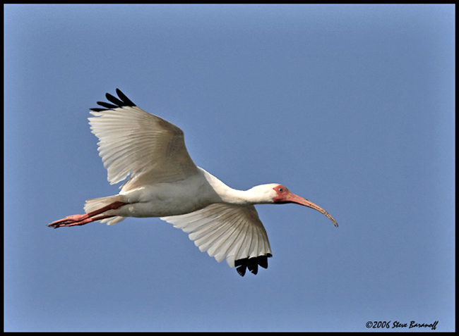 _6SB1079-white-ibis.jpg