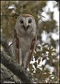_6SB0727-barn-owl