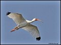 _6SB1078-white-ibis