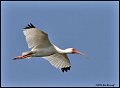 _6SB1079-white-ibis