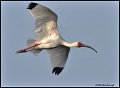 _6SB1247-white-ibis