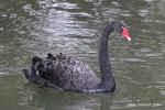 0365-web-black-swan-6.jpg (99631 bytes)