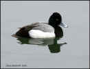 0415-web-scaup.jpg (95613 bytes)