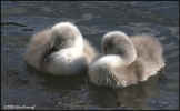 1749-two-cygnets-sleeping.jpg (100949 bytes)