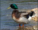 2908-mallard-male.jpg (100778 bytes)