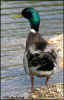 2914-mallard-male-backshot.jpg (99678 bytes)