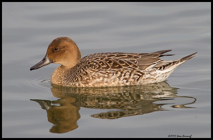 Recent Images July - Dec 2013/_3SB4136 northern pintail hen