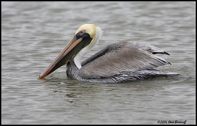 06sb0870-brown-pelican.jpg