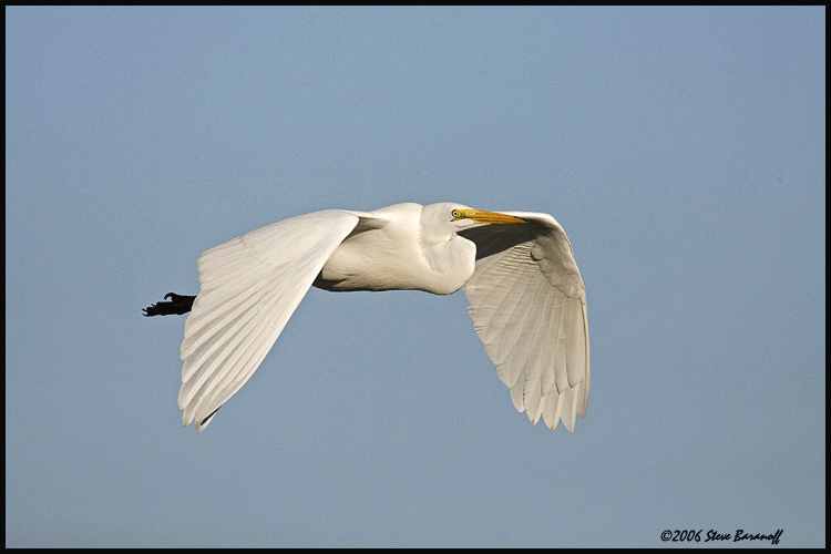 06sb1086-great-white-egret.jpg