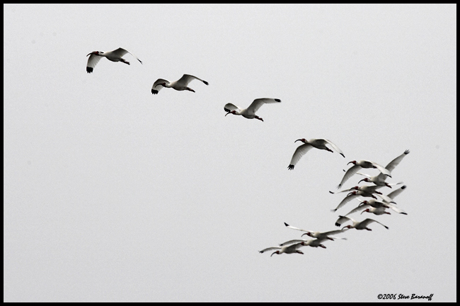 _6SB1607-white-ibis-flock.jpg