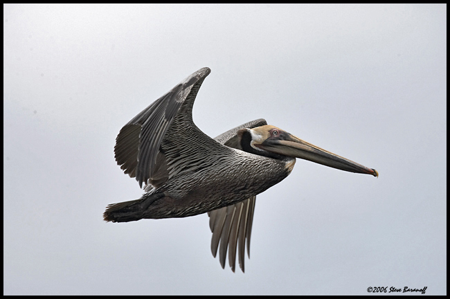 _6SB1810-brown-pelican.jpg
