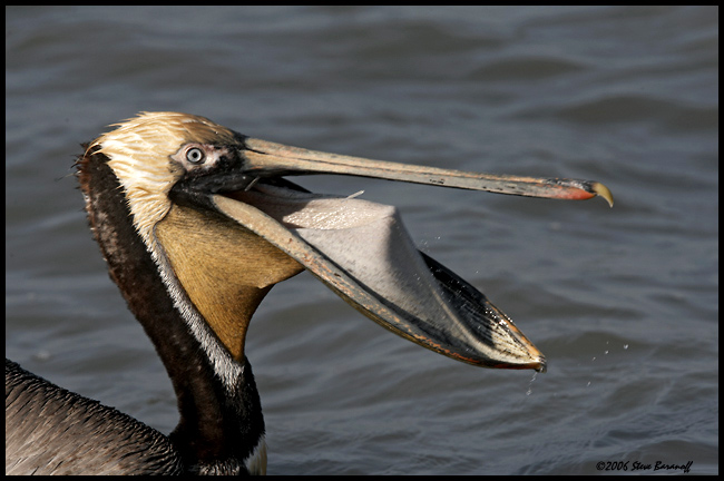_6SB1971-brown-pelican-port.jpg