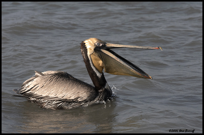 _6SB2005-brown-pelican.jpg