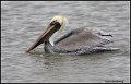 06sb0870-brown-pelican