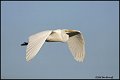 06sb1086-great-white-egret