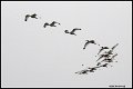 _6SB1607-white-ibis-flock