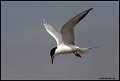 _6SB1775-common-tern