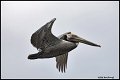 _6SB1810-brown-pelican