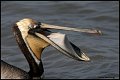 _6SB1971-brown-pelican-port